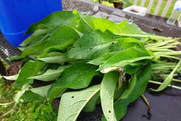 prepare comfrey manure with cut leaves, home remedy vegetable garden fertilizer with canister - obrazy, fototapety, plakaty