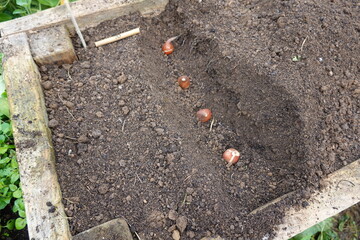 tulip bulbs planted in container or garden. tulip planting at home in a furrow