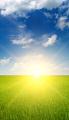 Green wheat field and sunrise. Vertical photo.