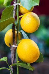 The Yellow Lemon Tree. Ripe lemons hanging on the tree. Tree branch at the sunny garden.
