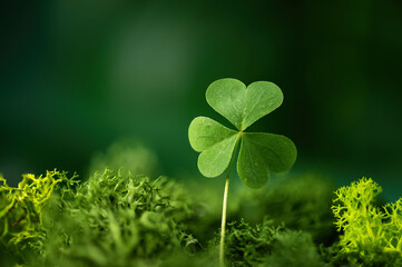 Shamrock leaf in a forest. St. Patrick's holiday greeting card. Three-leaved clover leaf as a symbol of st. Patrick's day.