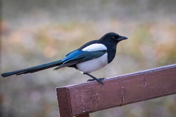 Beautiful Magpie stands on the wooden brown bench. Close-up portrait of Magpie with Copyspace and grey-yellow background. 