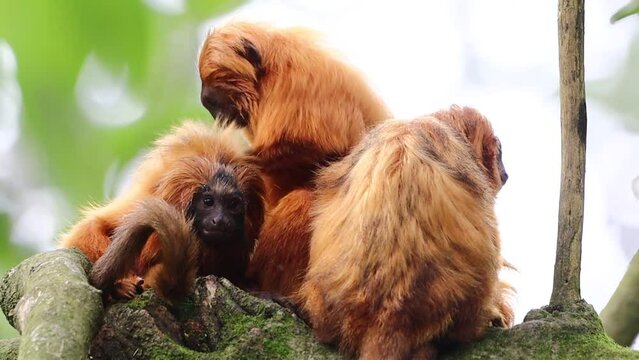 Mico le&atilde;o dourado