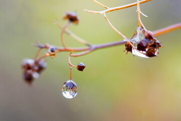 a drop of water on a branch