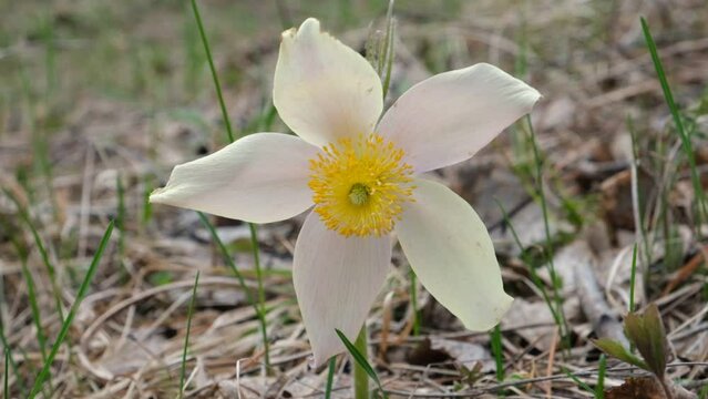 Spring pasque flower, primrose, snowdrops, Prairie Crocus sways in the wind. Medicinal plant. Springtime