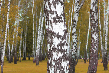 Fototapeta premium Beautiful birch trees in autumn