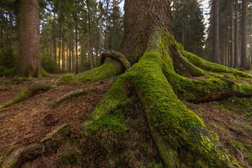 Spruce and its roots