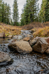 Creek in the forest, fall 