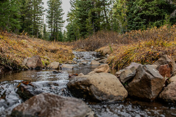 Creek in the forest, fall 