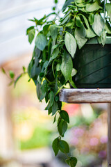leaves on wooden background, potted plant greenhouse, calming zen