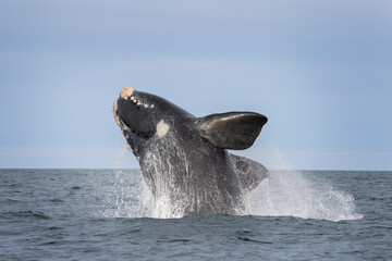 Southern right whale is breaching around the Valdés peninsula. Rare right whales during mating...