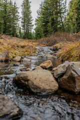Creek in the forest, fall 