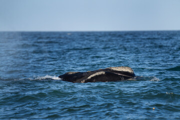 Southern right whale is breathing around the Valdés peninsula. Rare right whales during mating time. Cetacean surfacing behaviour. Whales activity on the ocean surface.