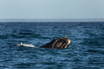 Obraz premium Southern right whale is breathing around the Valdés peninsula. Rare right whales during mating time. Cetacean surfacing behaviour. Whales activity on the ocean surface.