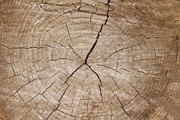  beautiful wooden background with wooden texture