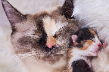 Cute kitten cat and mother cat