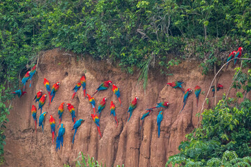 Clay lick of Tambopata in Peru: Madre de dios with its numerous macaw species feeding at clay lick in Peru (ara macao, ara aurana)