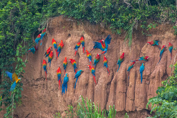 Clay lick of Tambopata in Peru: Madre de dios with its numerous macaw species feeding at clay lick in Peru (ara macao, ara aurana)