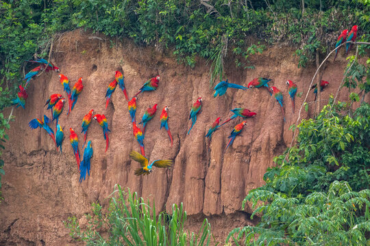 Clay lick of Tambopata in Peru: Madre de dios with its numerous macaw species feeding at clay lick in Peru (ara macao, ara aurana)