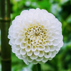 white dahlia flower