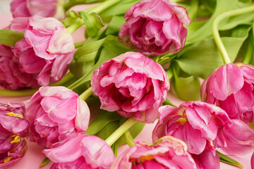 Fresh pink peony tulips, close-up. Festive concept for Mother's Day or Valentines Day. Greeting card, banner format.
