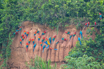Clay lick of Tambopata in Peru: Madre de dios with its numerous macaw species feeding at clay lick in Peru (ara macao, ara aurana)