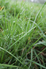 Fototapeta na wymiar Green grass with drops of rain or dew. Close-up, shallow depth of field, bokeh.