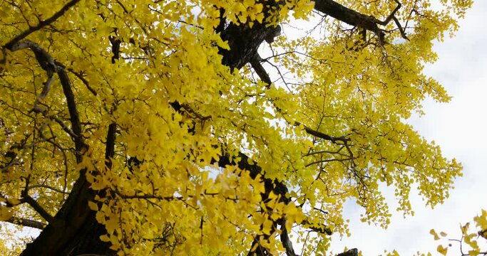 A gingko tree with yellow leaves.