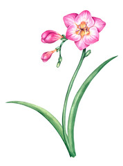 Fototapeta na wymiar Watercolor Pink freesia flower