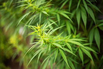 Green cannabis plants growing in a botanical garden.