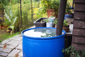 Catching rainwater in a blue barrel from the roof in the garden