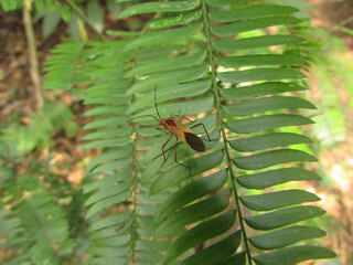 A bed bug sitting among the foliage in the forest