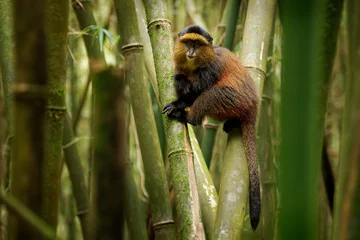 Schilderijen op glas Golden Monkey - Cercopithecus kandti originally subspecies of Blue monkey (Cercopithecus mitis kandti), found in Mgahinga in Uganda, Volcanoes in Rwanda and Virunga in highland forest near bamboo © phototrip.cz