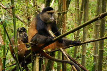 Golden Monkey - Cercopithecus kandti originally subspecies of Blue monkey (Cercopithecus mitis kandti), found in Mgahinga in Uganda, Volcanoes in Rwanda and Virunga in highland forest near bambo