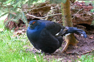 Black grouse in bush, wild bird, Eurasian black grouse under tree, Lyrurus tetrix