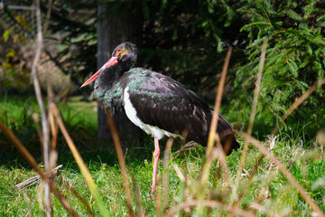 black stork near forest, black stork in bush, wild animal, Ciconia nigra