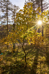 Obraz premium Autumn at Monte Livata, Monti Simbruini Natural Regional Park 