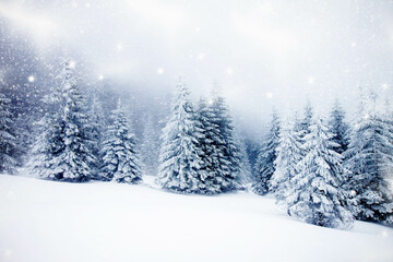Fototapeta na wymiar snowy fir trees in winter mountains