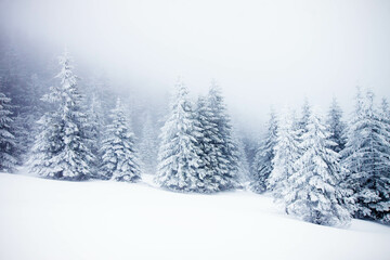 snowy fir trees in winter mountains - obrazy, fototapety, plakaty