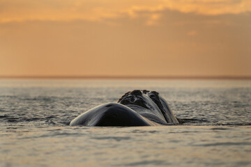 Southern right whale is breathing around the Valdés peninsula. Rare right whales during mating...