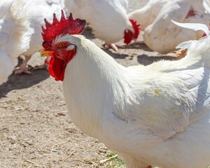rooster in the farm chicken