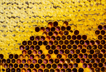 Nectar, honey, pollen and cocoons with bee larvae. 
Harmonious development of the bee colony.
