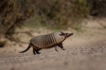 Rare armadillo in Valdés peninsula. Cute hairy armadillo is looking around in bushes. Wild animal in Argentina. 