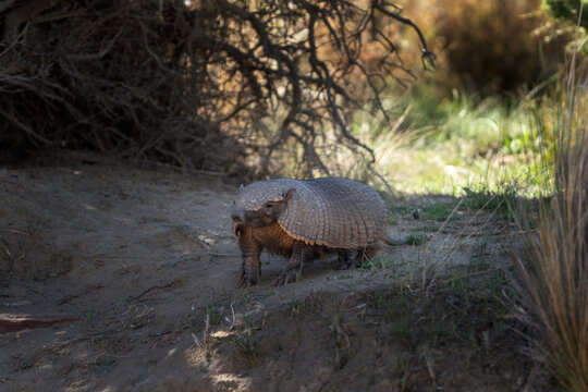 Rare armadillo in Vald&eacute;s peninsula. Cute hairy armadillo is looking around in bushes. Wild animal in Argentina. 