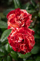 Close Up of Michaelangelo Rose