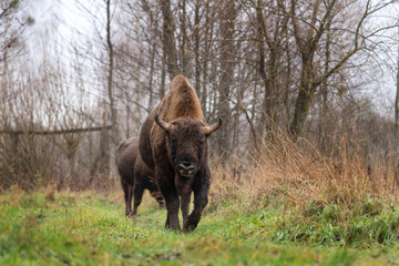 Group of european bison during rain in Bialowieza national park. The zubr on the meadow. Huge bull is resting between trees in Poland. 