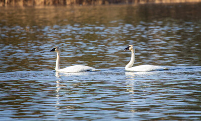 Trumpeter Swans - Alcona Dam Pond - AuSable River Wild & Scenic