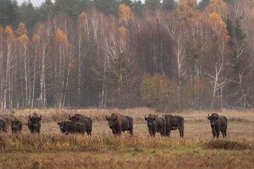Fototapeta na wymiar Group of european bison during rain in Bialowieza national park. The zubr on the meadow. Huge bull is resting between trees in Poland. 