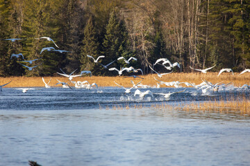 Trumpeter Swans - Alcona Dam Pond - AuSable River Wild & Scenic