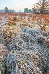 Frost on the thick grass of a meadow on a frosty autumn morning. Countryside landscape